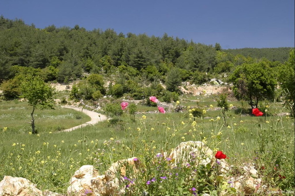 Monts Liban au printemps