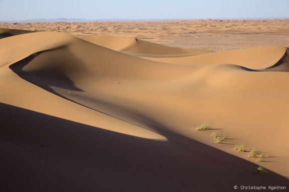 Trésors de dune - courbes