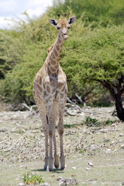 Jeune girafe (2)