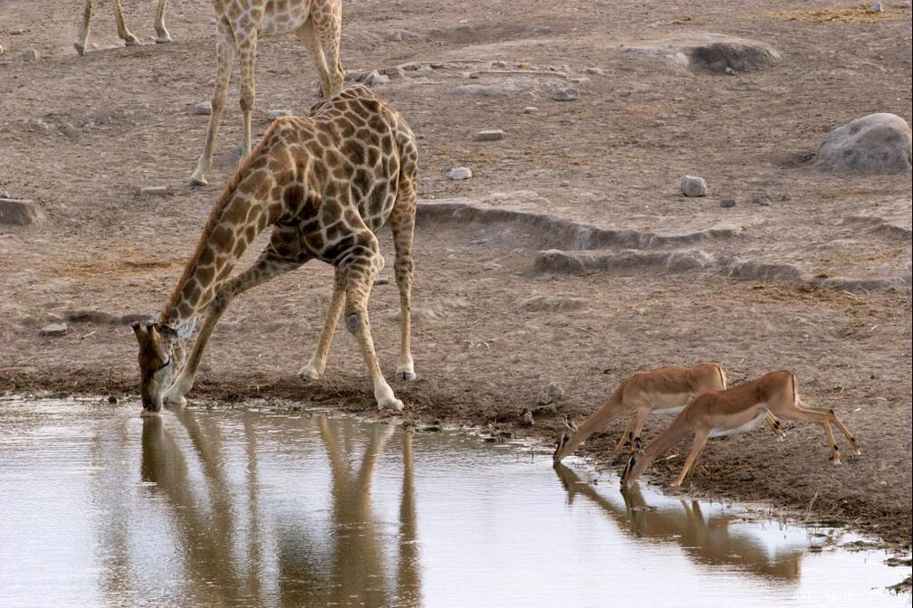 Girafe et impalas s'abreuvant