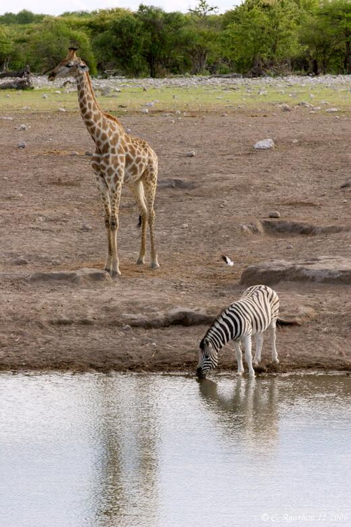 Girafe et zèbre au point d'eau