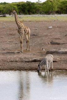 Girafe et zèbre au point d'eau