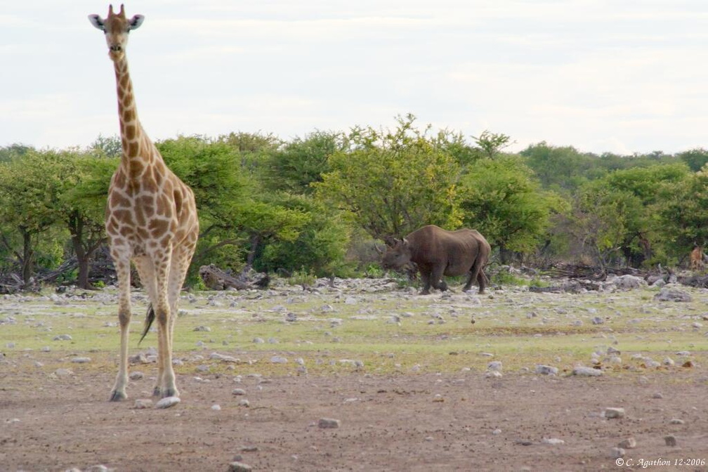 Girafe et Rhino