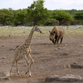 Rhino et girafe (2)