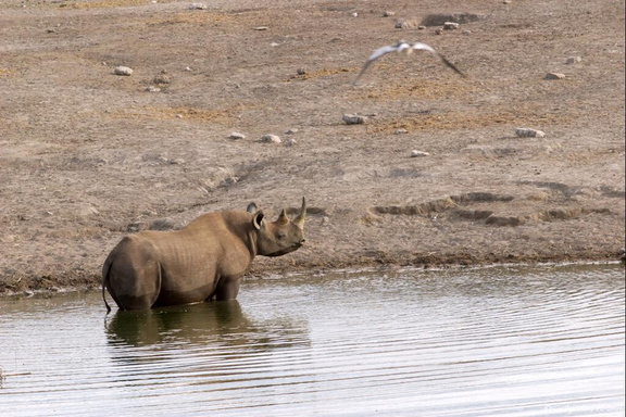 Rhino au bain