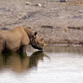 Rhino buvant