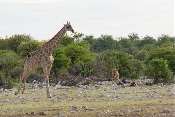 Girafe et lion