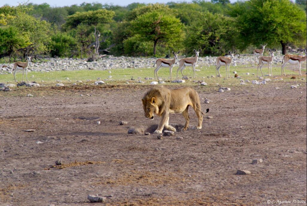 Lion et gazelles antidorcas