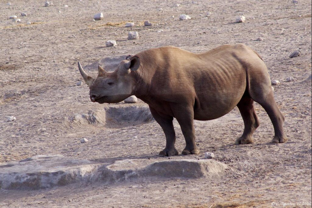 Rhino mouillé