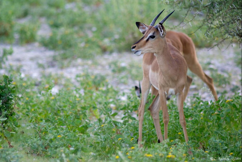 Jeunes impalas