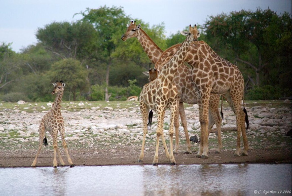Famille girafe au point d'eau (1)