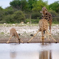 Famille girafe au point d'eau (2)