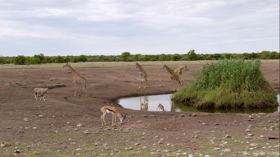 Girafes, oryx et gazèles au point d'eau (1)