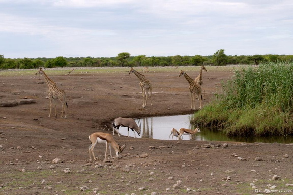 Girafes, oryx et gazèles au point d'eau (2)