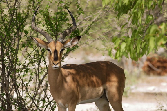 Impala mâle