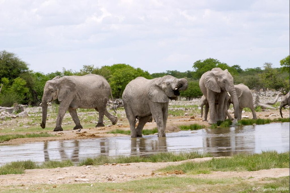 Troupe d'éléphants au point d'eau (1)