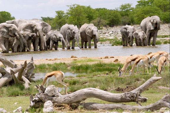 Troupe d'éléphants au point d'eau (2)