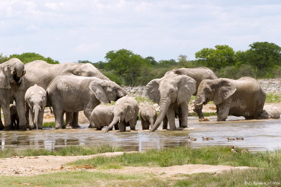 Troupe d'éléphants au point d'eau (3)