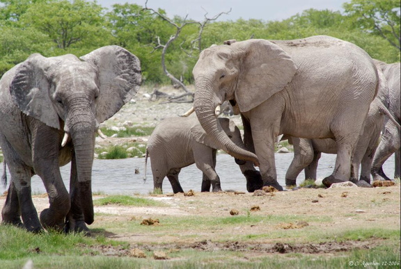 Troupe d'éléphants au point d'eau (5)