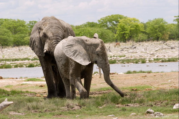Troupe d'éléphants au point d'eau (7)