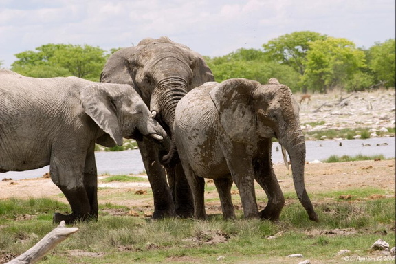 Troupe d'éléphants au point d'eau (8)
