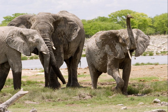 Troupe d'éléphants au point d'eau (9)