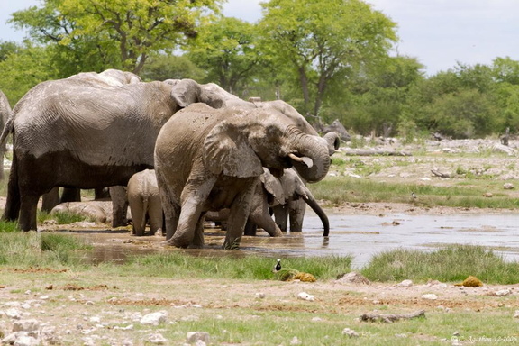 Troupe d'éléphants au point d'eau (10)