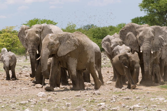 Troupe d'éléphants au point d'eau (12)