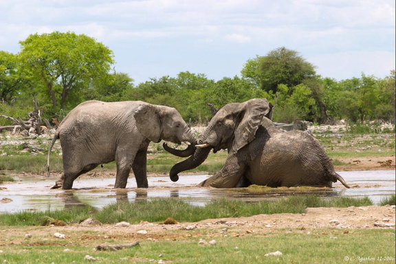Papouilles éléphantesques dans la boue (2)