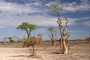Moringa ovalifolia