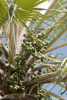 Palmier à Epupa (1)