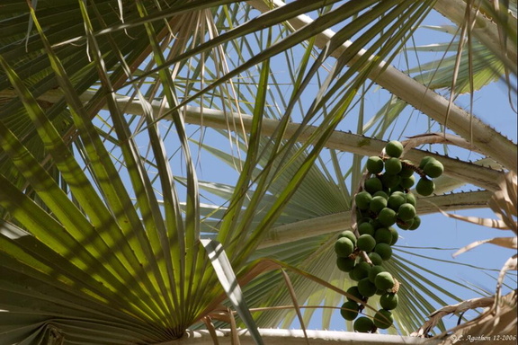 Palmier à Epupa (2)