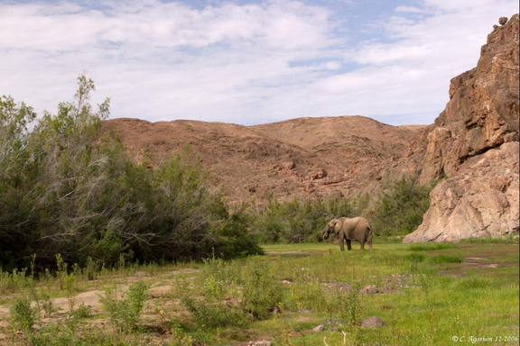 Eléphant dans la rivière Hoarusib (1)