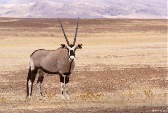 Oryx dans la plaine (2)