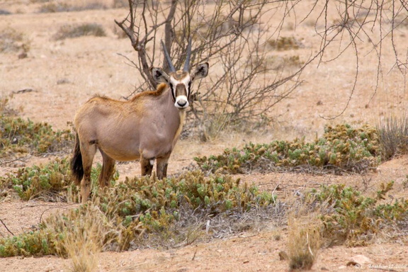 Jeune oryx