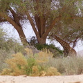 Acacia et girafe (1)