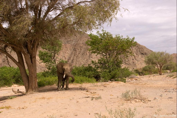 Eléphant sous un acacia (3)