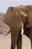 Eléphant émetteur