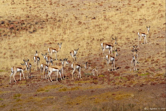 Bande de gazèles
