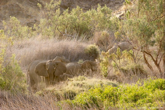 Éléphants près de la rivière Ugab