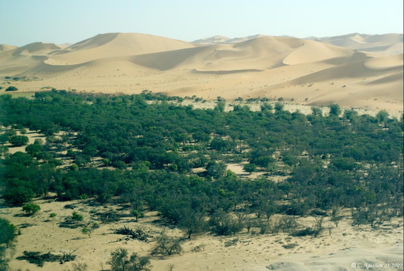 Arbres et dunes du Namib