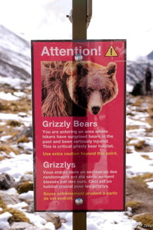 Attention Grizzlys