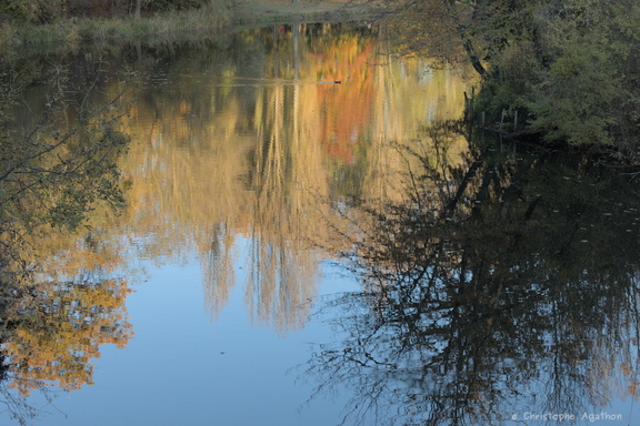 Reflets d'automne, étangs de Villeneuve