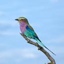 Okavango Victoria