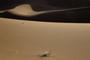 Trésors de dune - textures