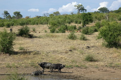 Bufles et impalas à Chobe