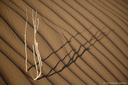 Ombres sablées 1