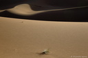 Trésors de dune - textures