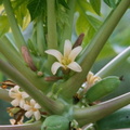 Fleur de papaye