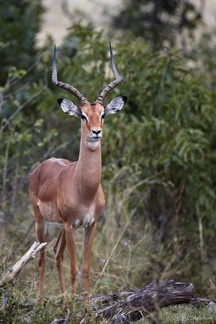 Impala mâle (1)